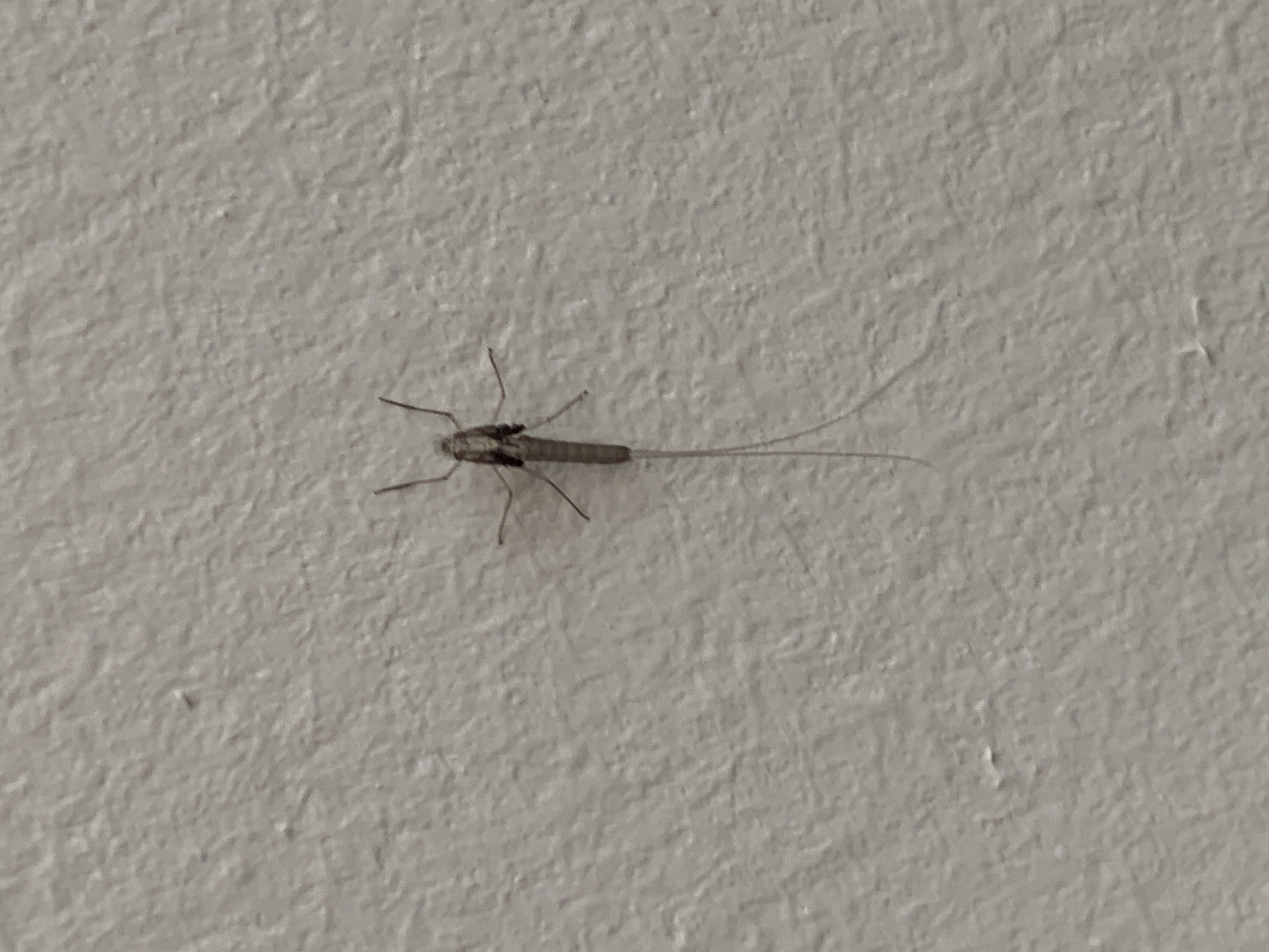 Picture for question