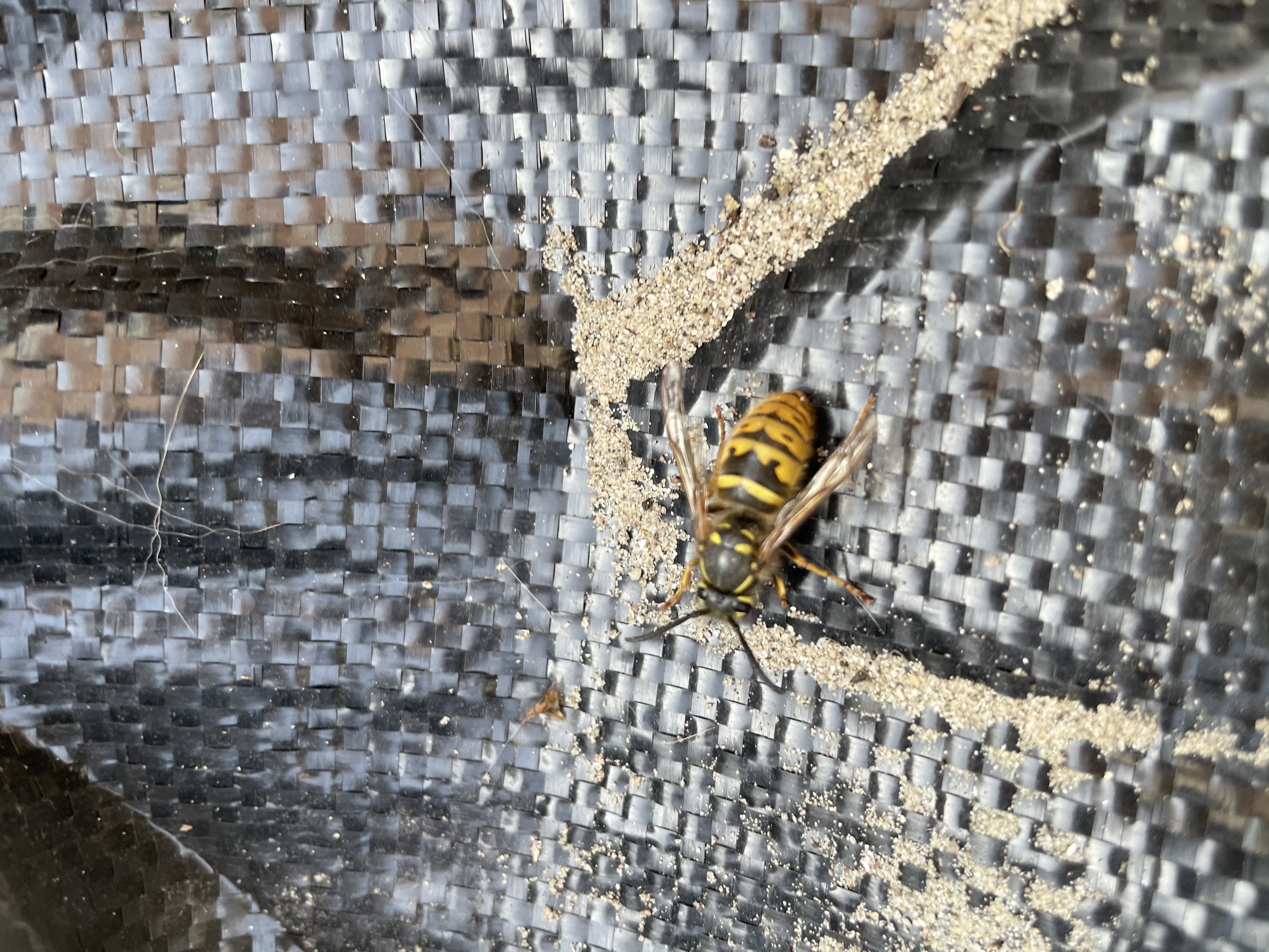 Picture for question