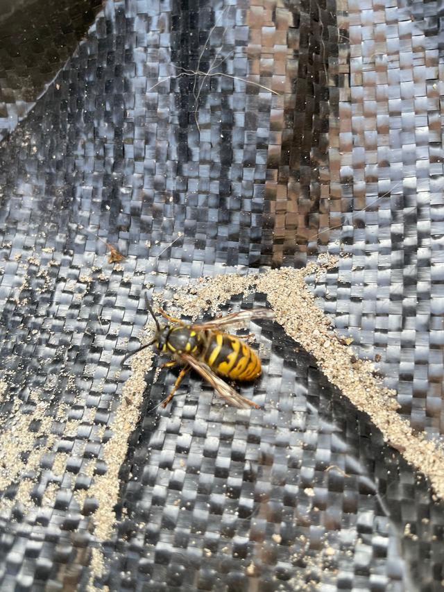 Picture for question