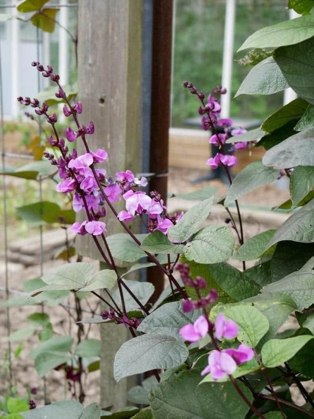 Plaatje bij antwoord