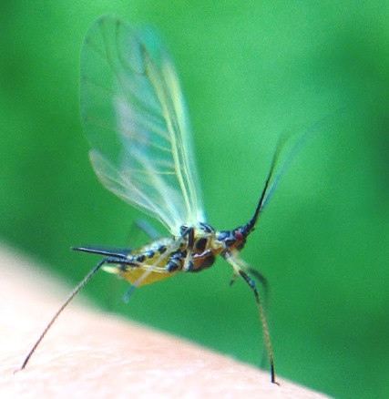 Plaatje bij antwoord