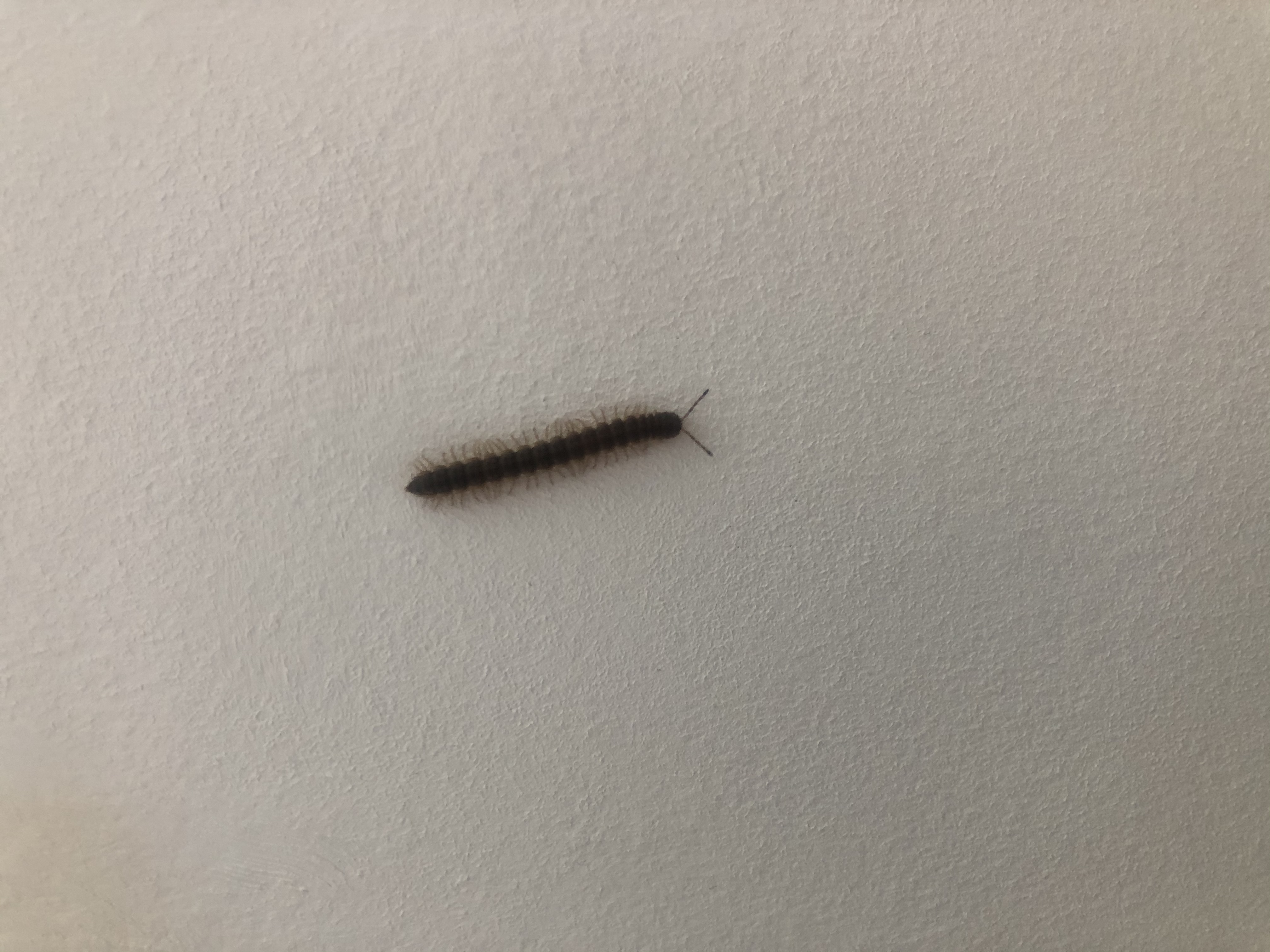 Picture for question