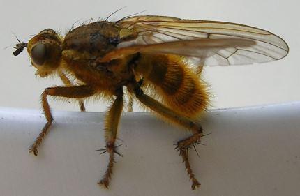 Plaatje bij antwoord