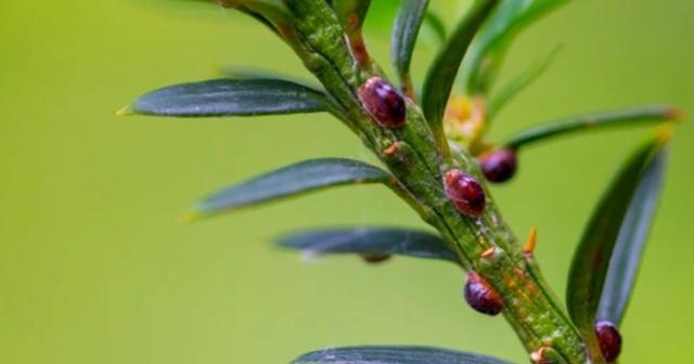 Plaatje bij antwoord