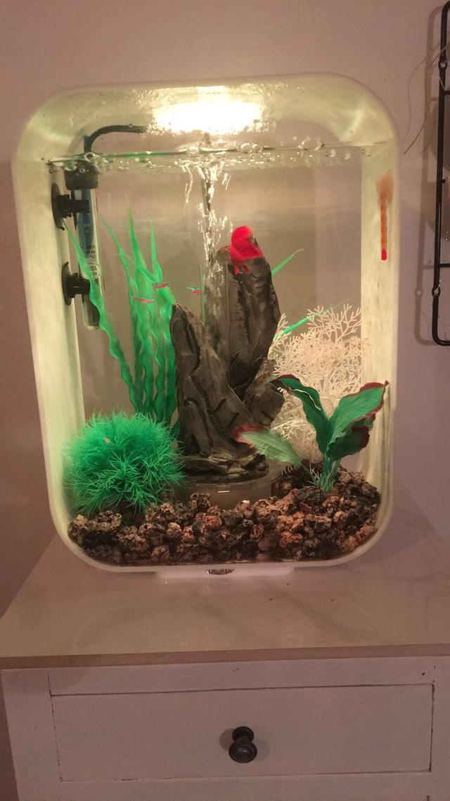 Picture for question