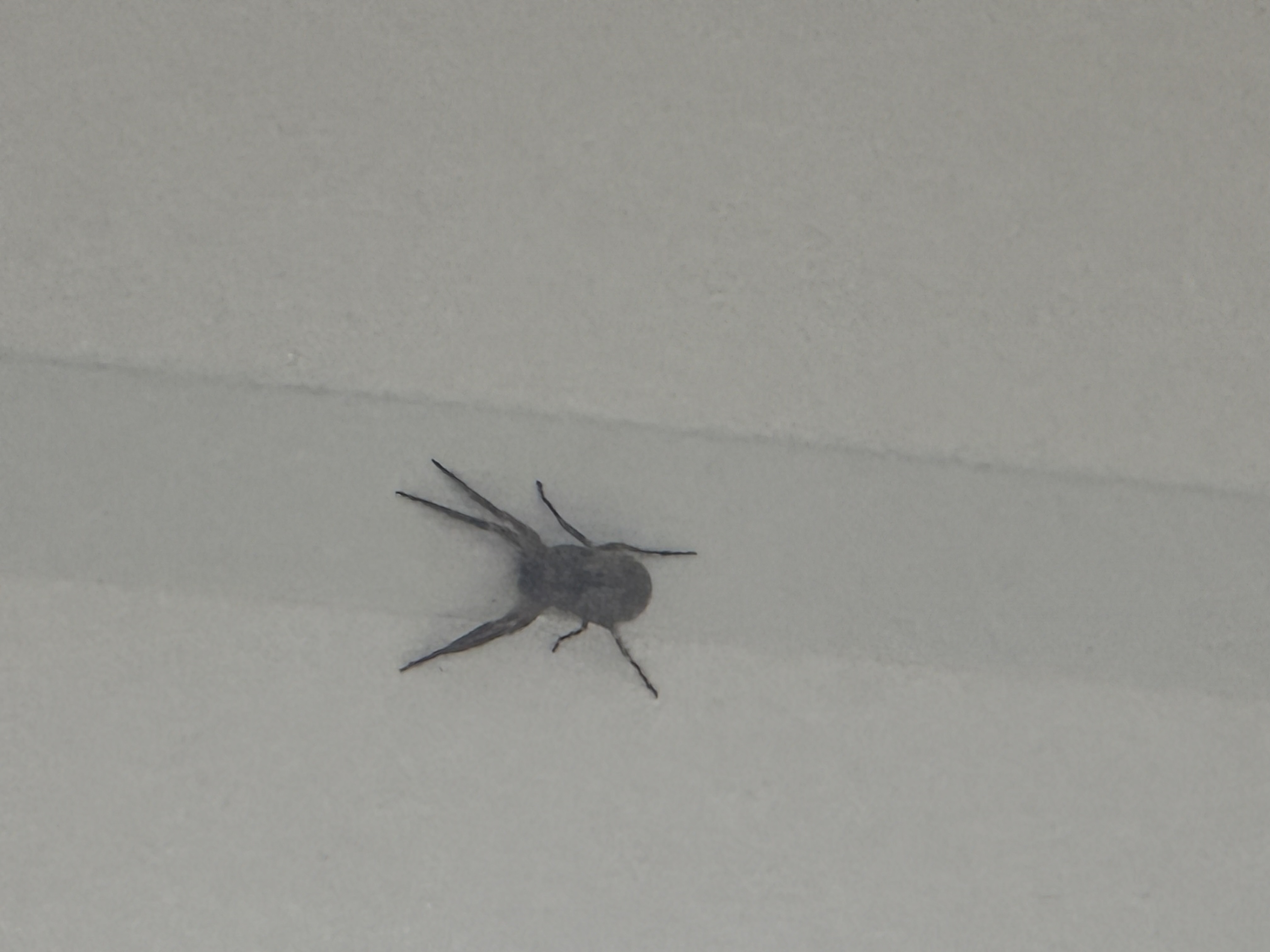 Picture for question