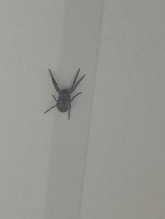 Picture for question