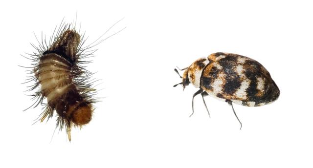 Plaatje bij antwoord