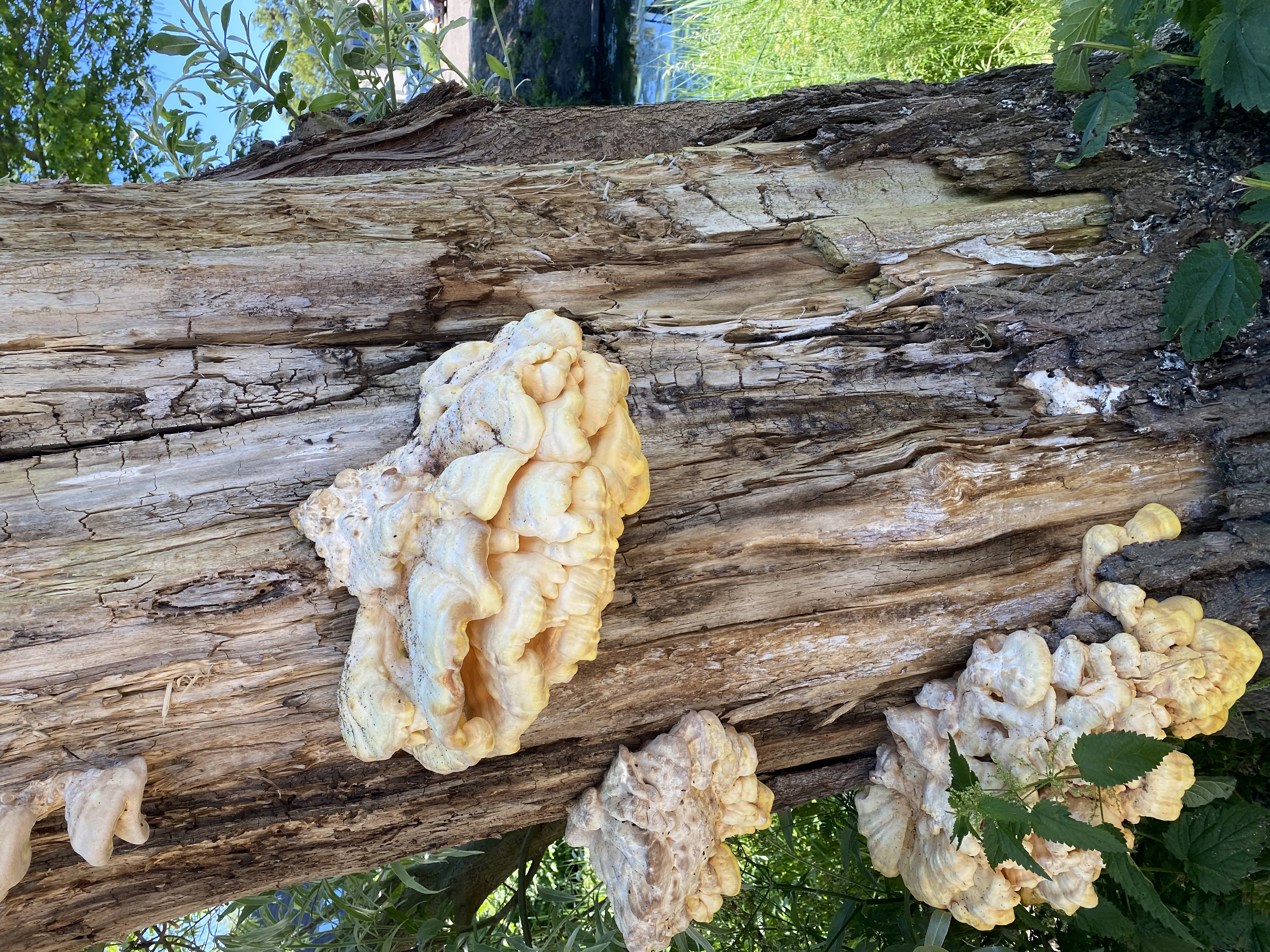 Picture for question