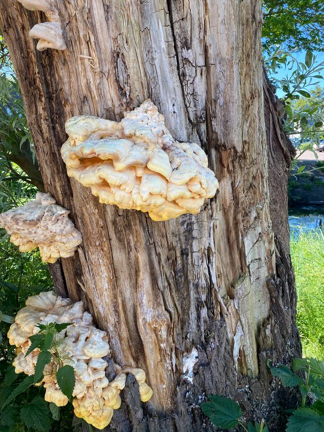 Picture for question