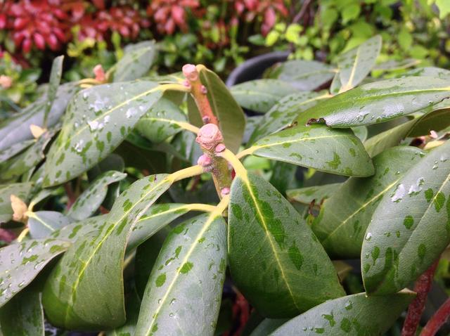 Picture for question