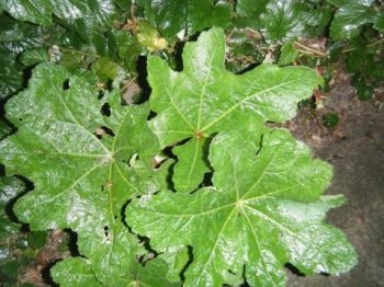 Picture for question