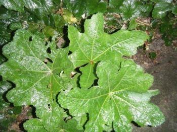 Picture for question