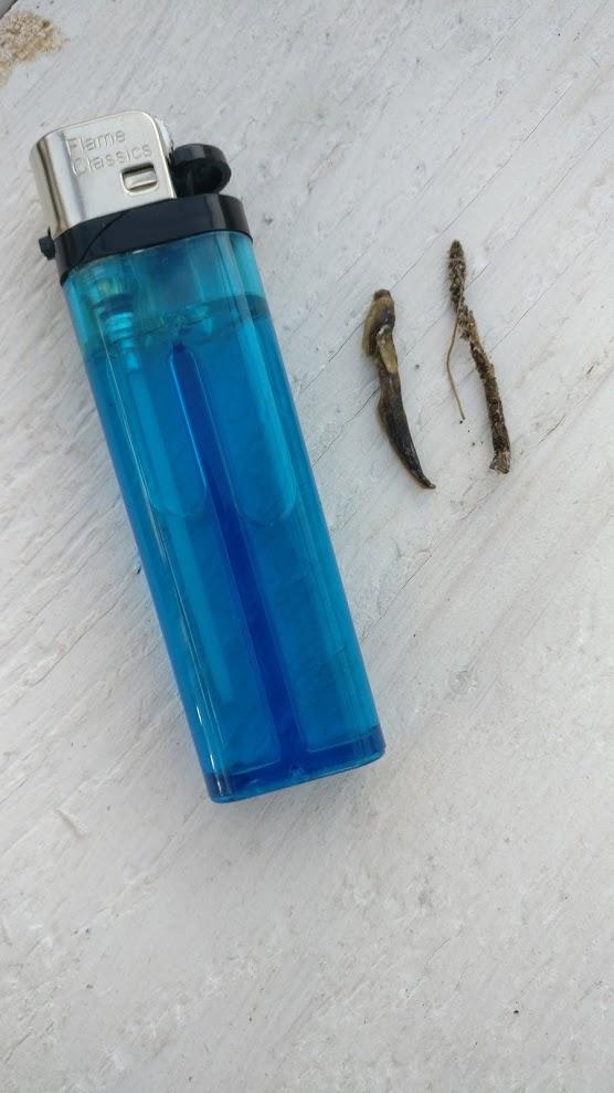 Picture for question