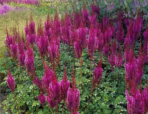 Plaatje bij antwoord