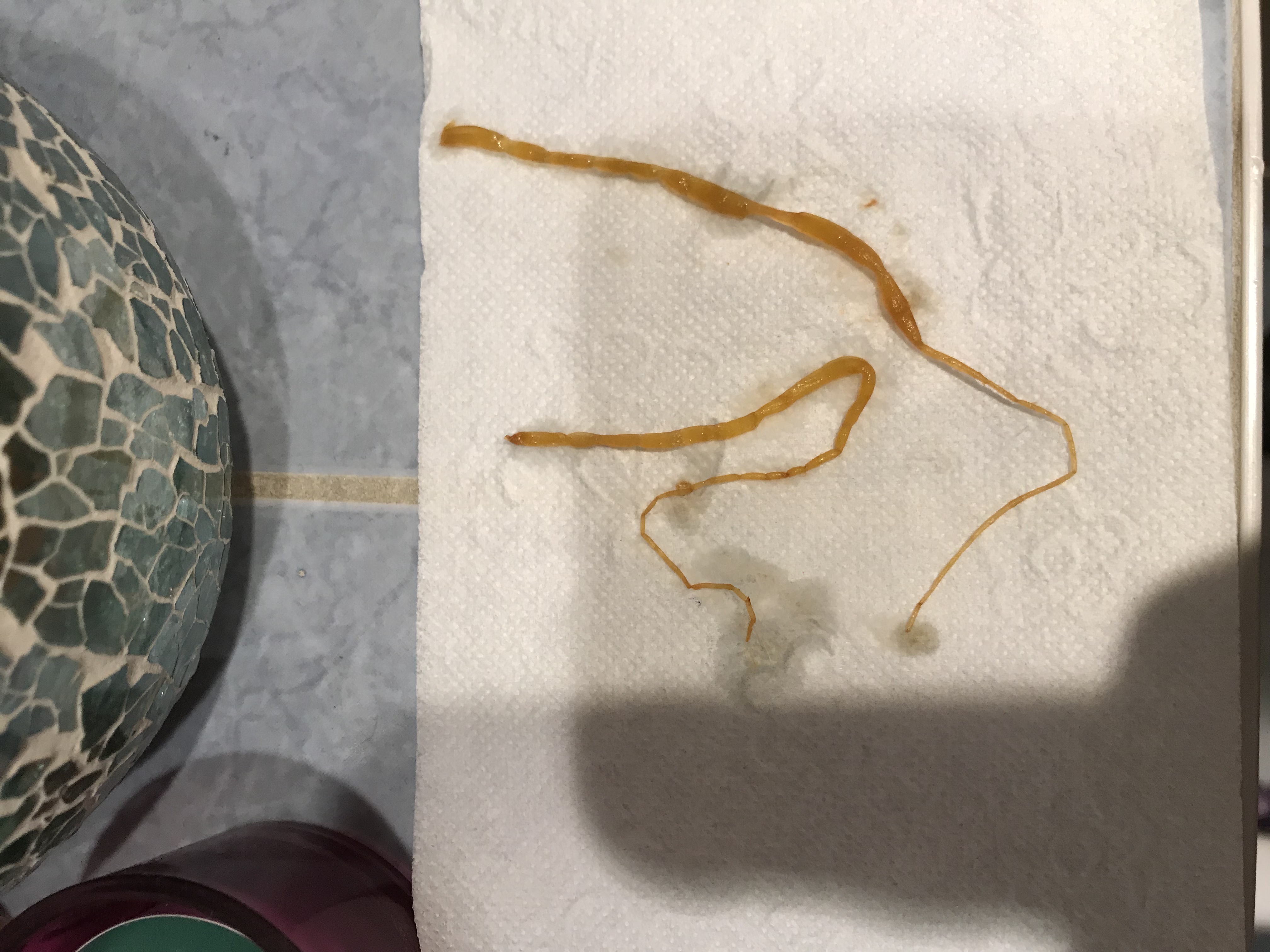 Is Dit Een Worm Goeievraag