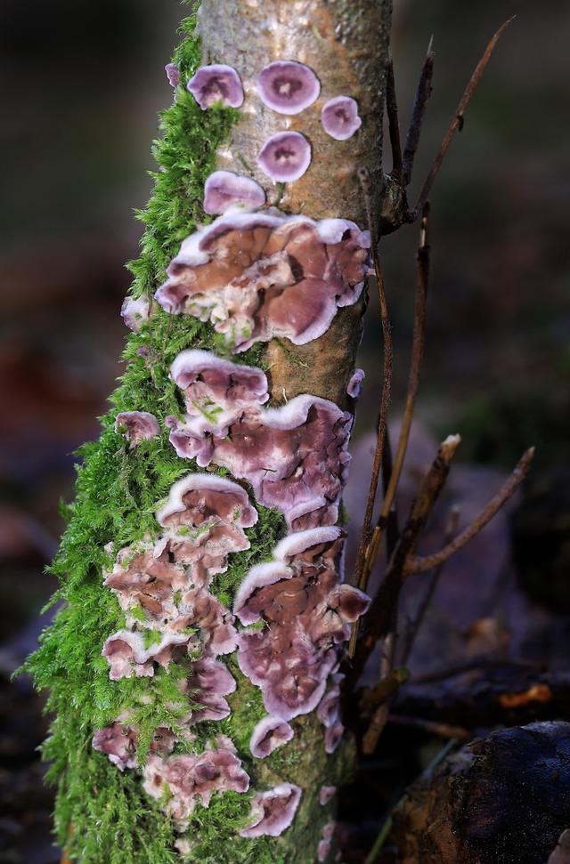 Picture for question