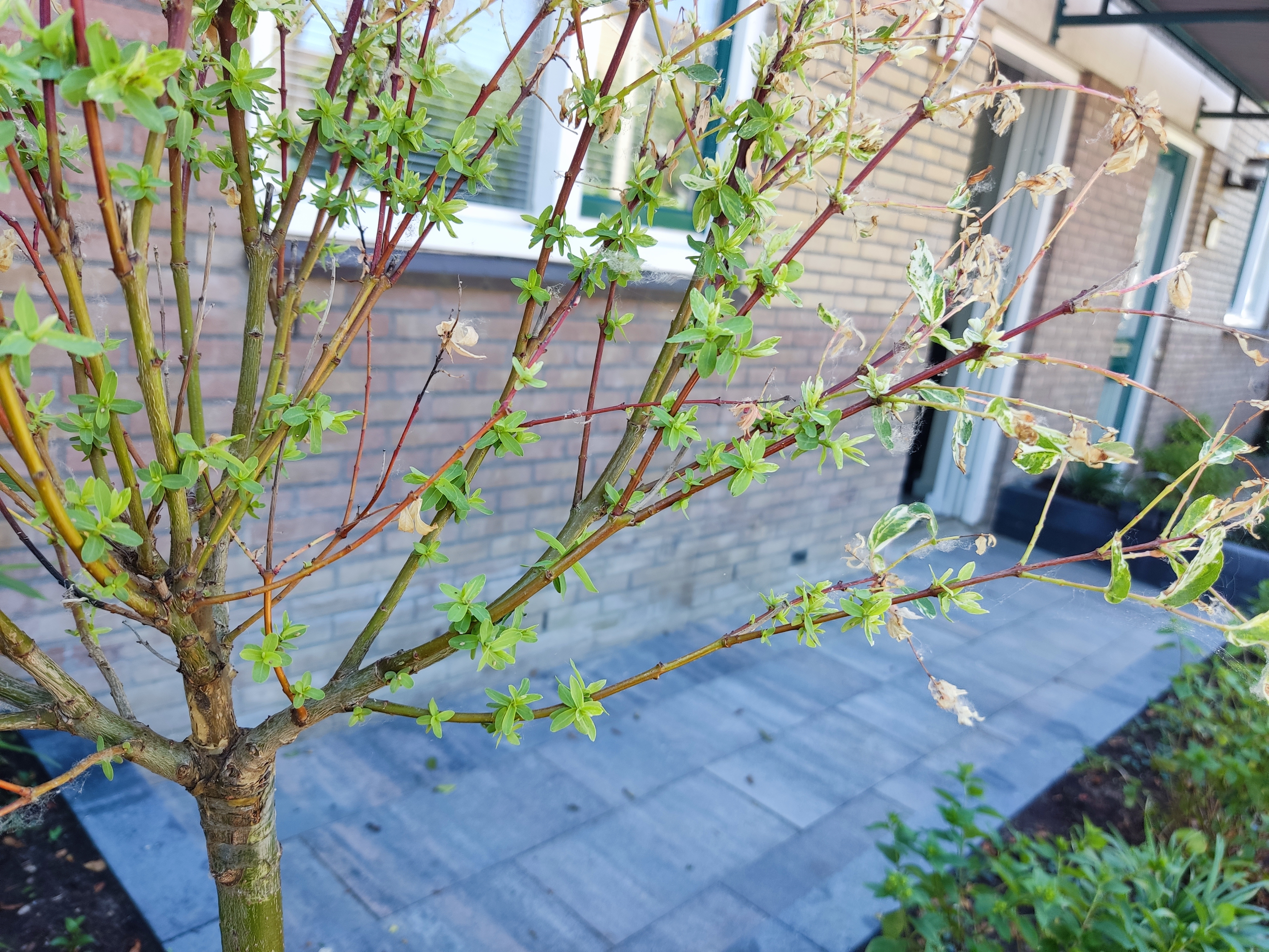 Picture for question