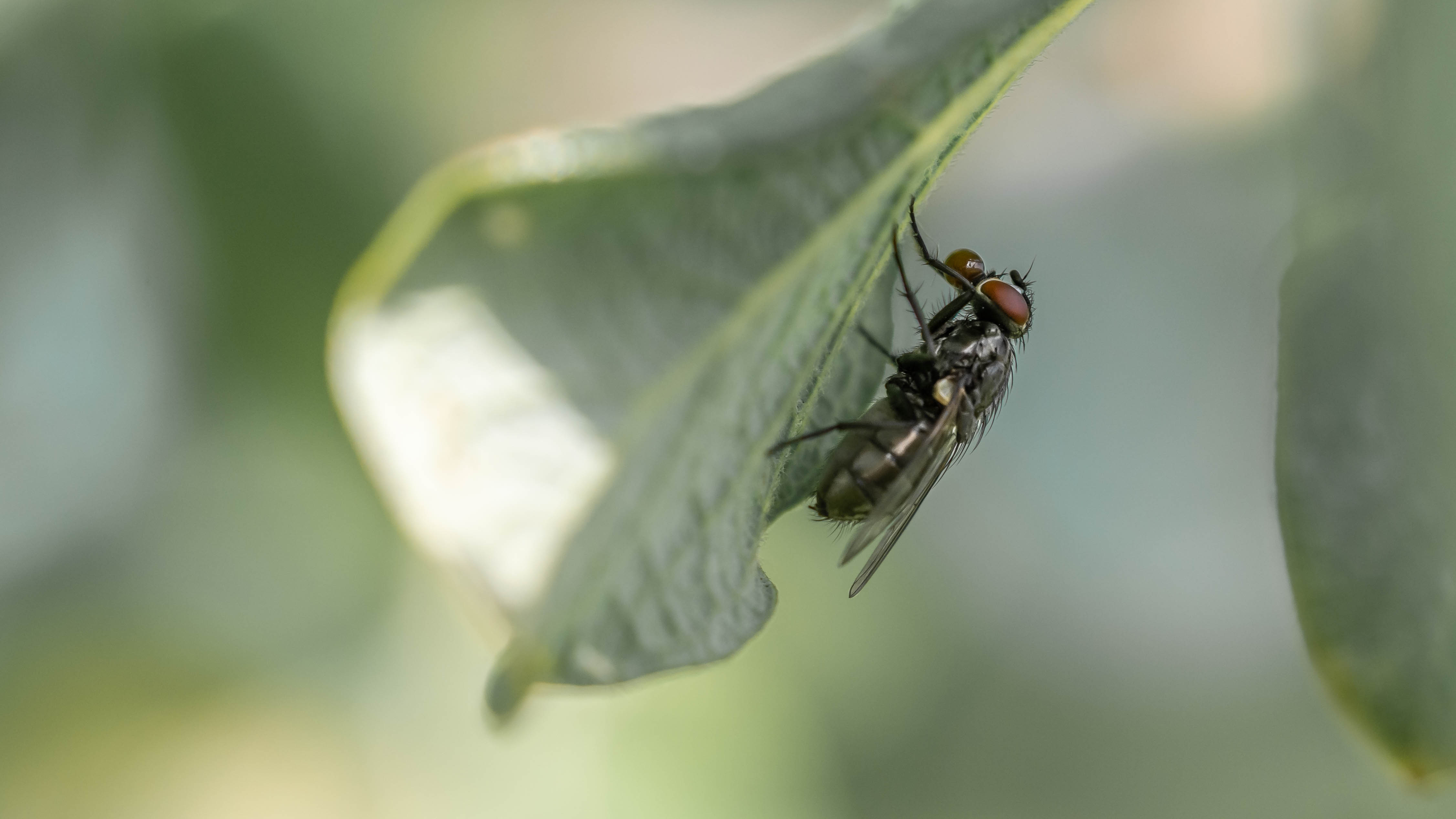 Picture for question