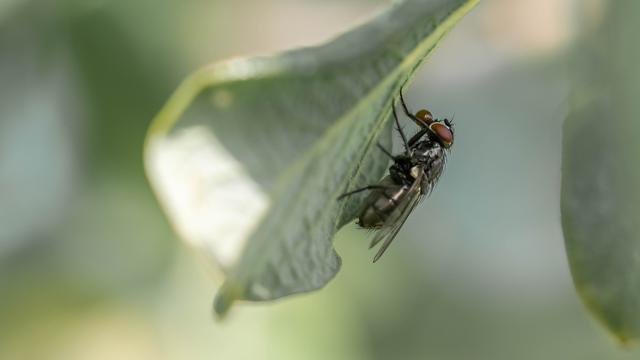 Picture for question