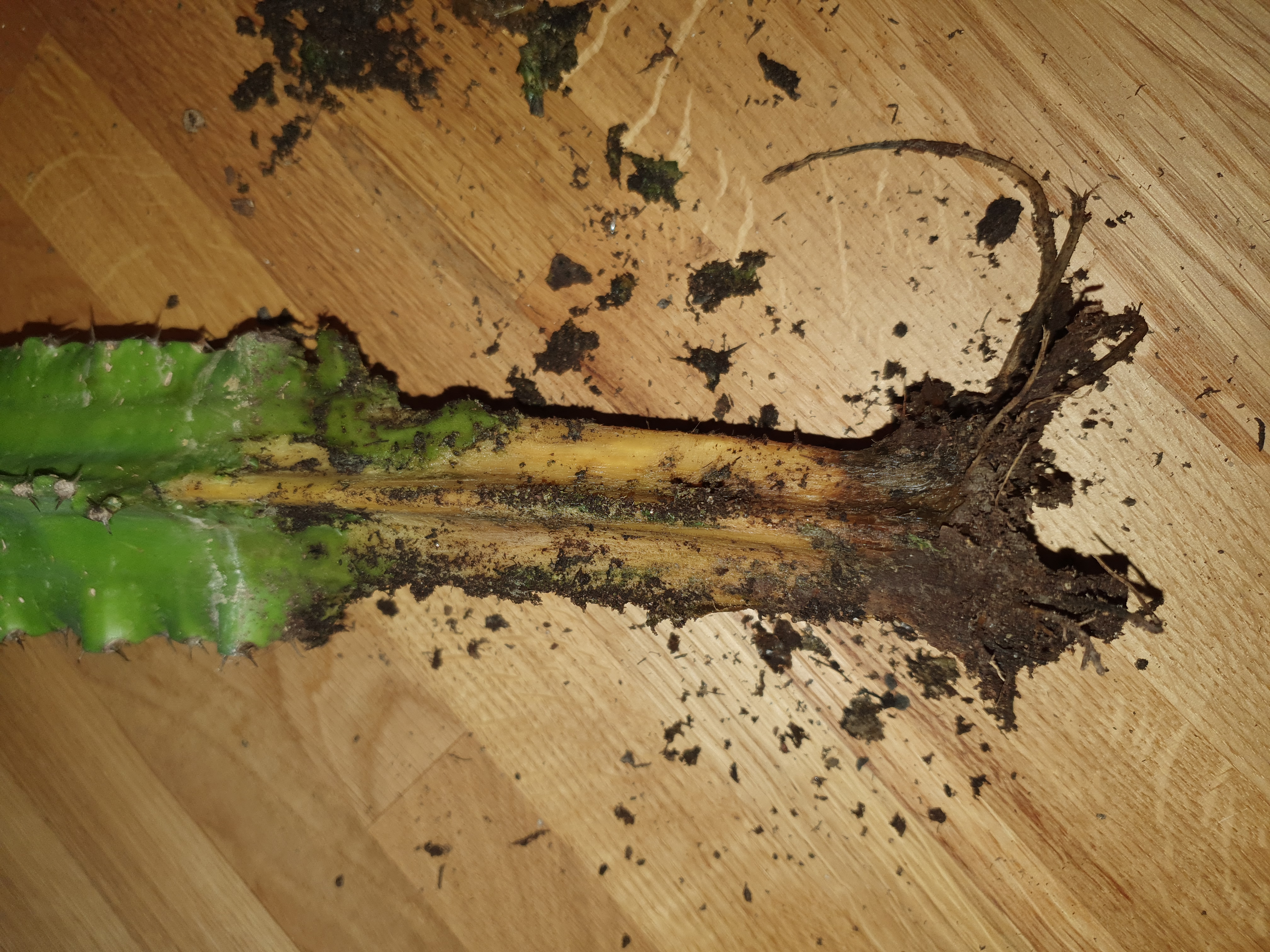 Picture for question