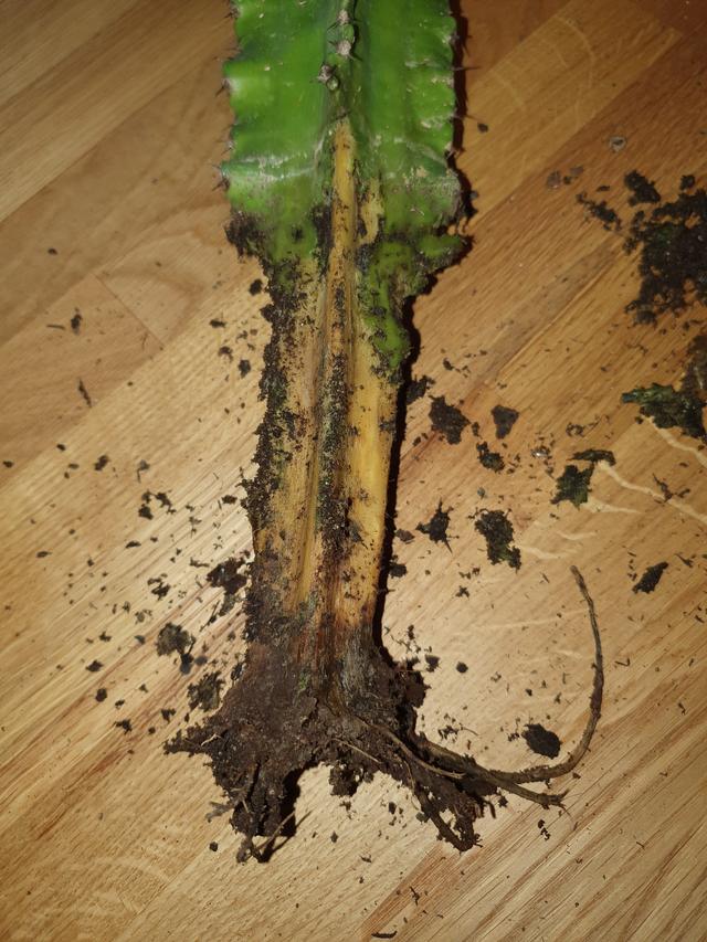 Picture for question