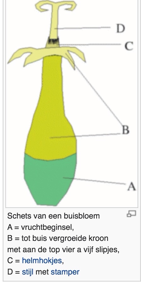Plaatje bij antwoord