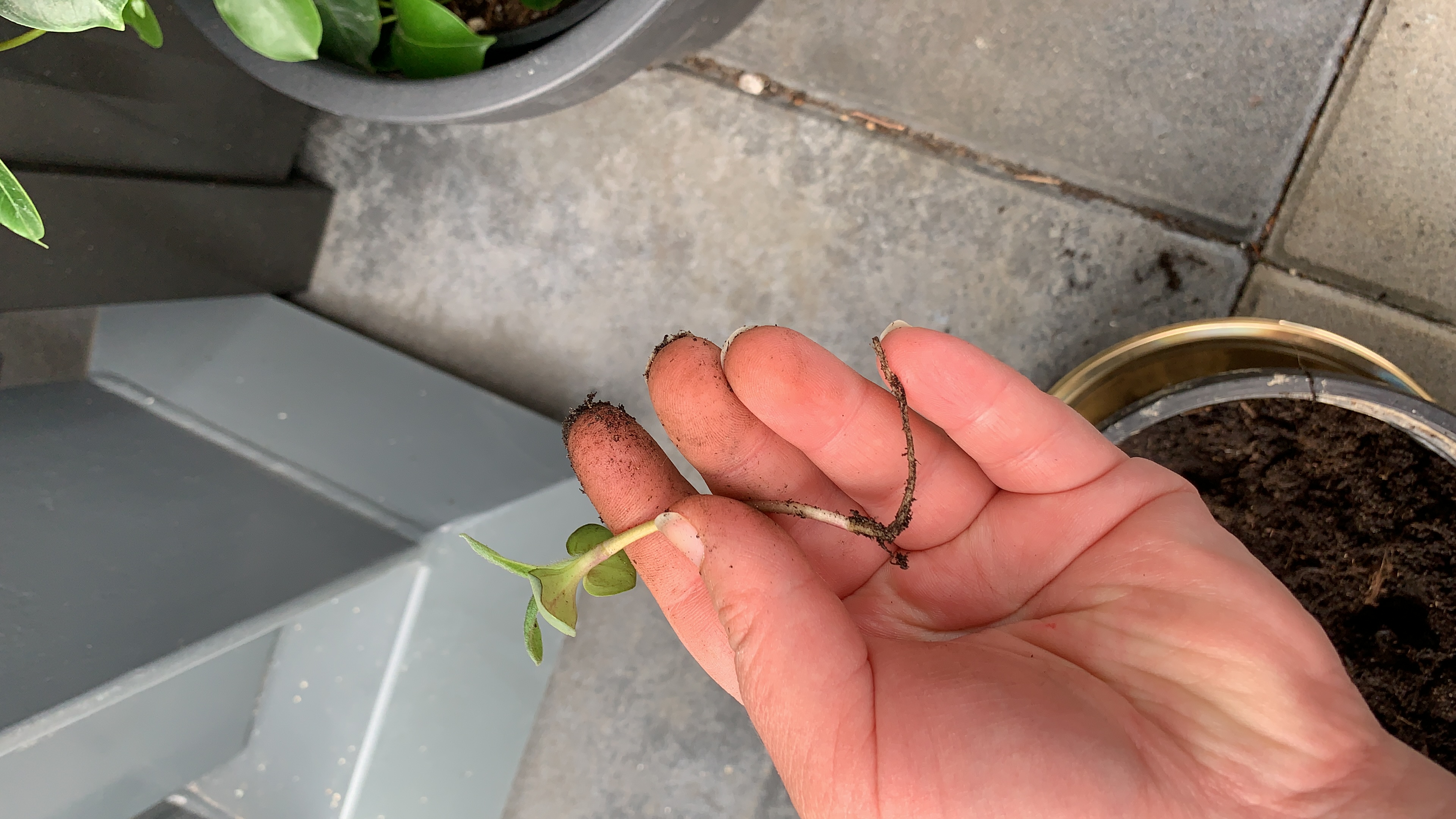 Picture for question