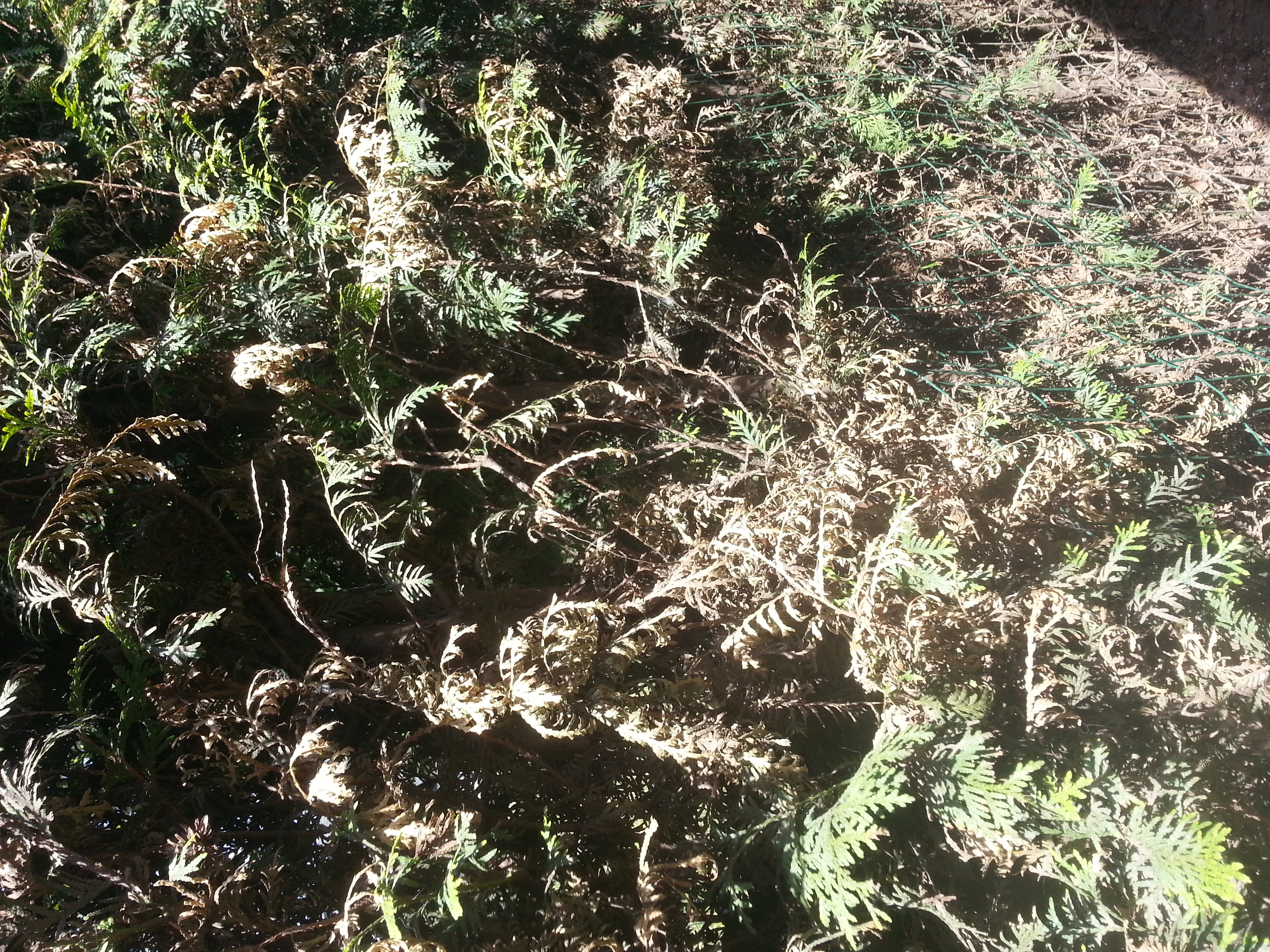 Picture for question