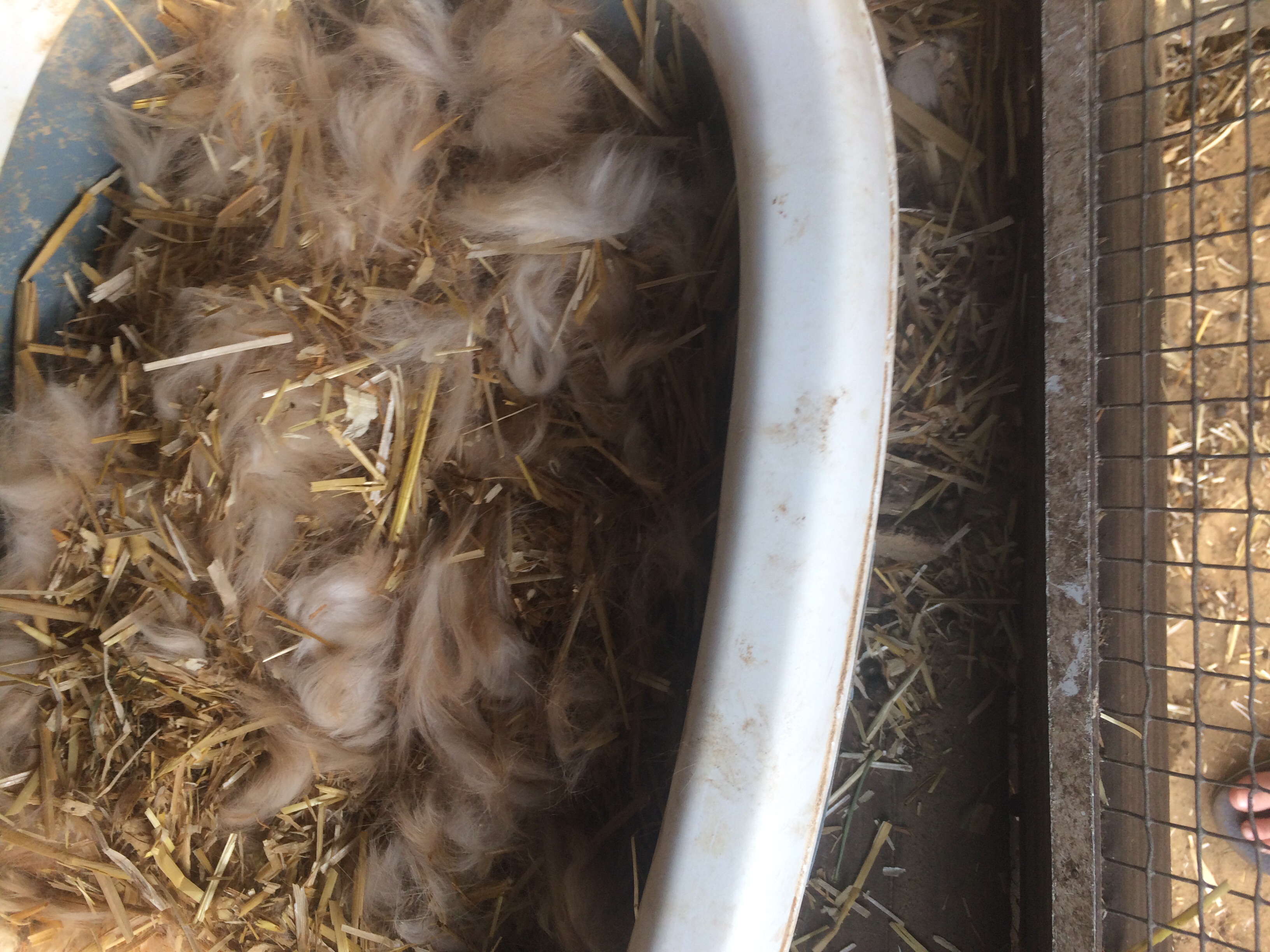 Picture for question