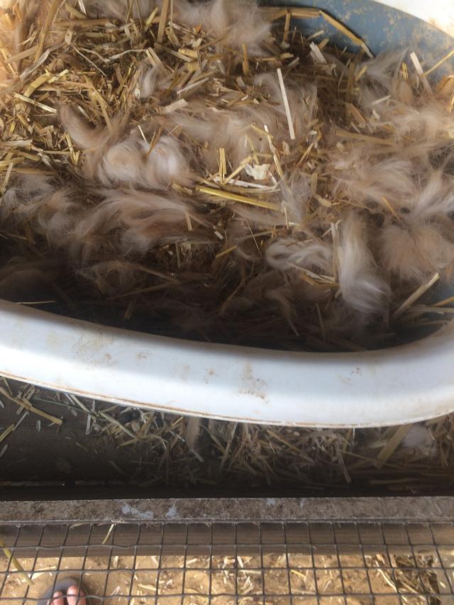 Picture for question