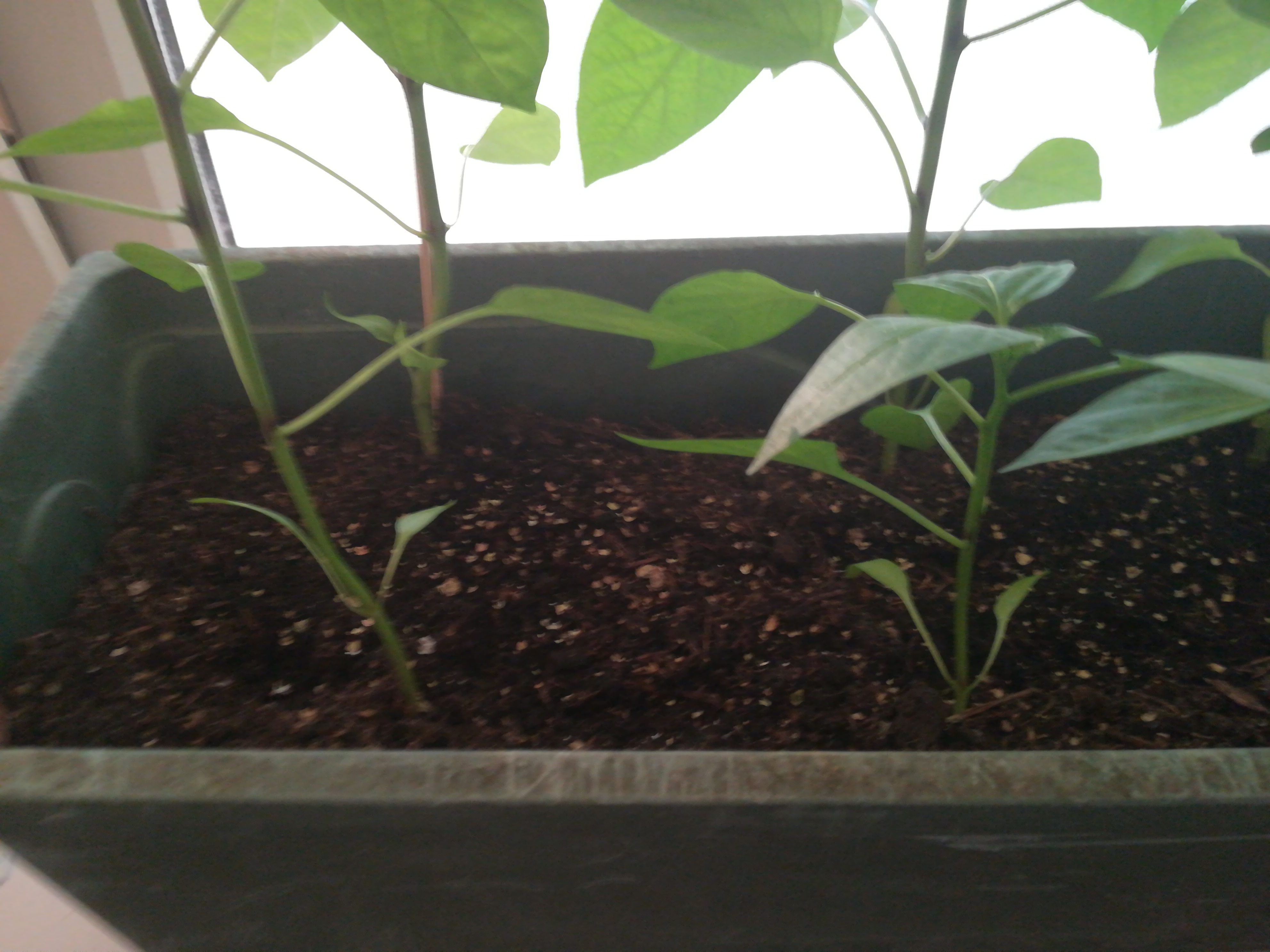 Picture for question