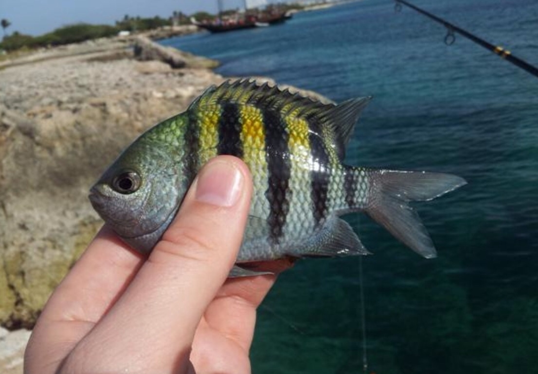 Plaatje bij antwoord