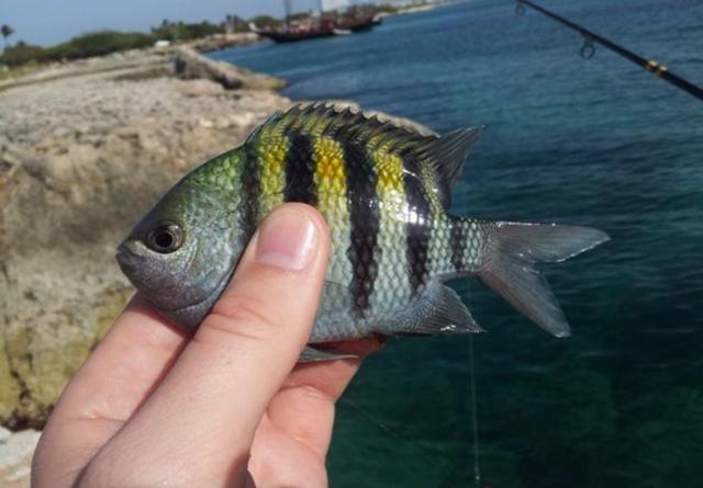 Plaatje bij antwoord