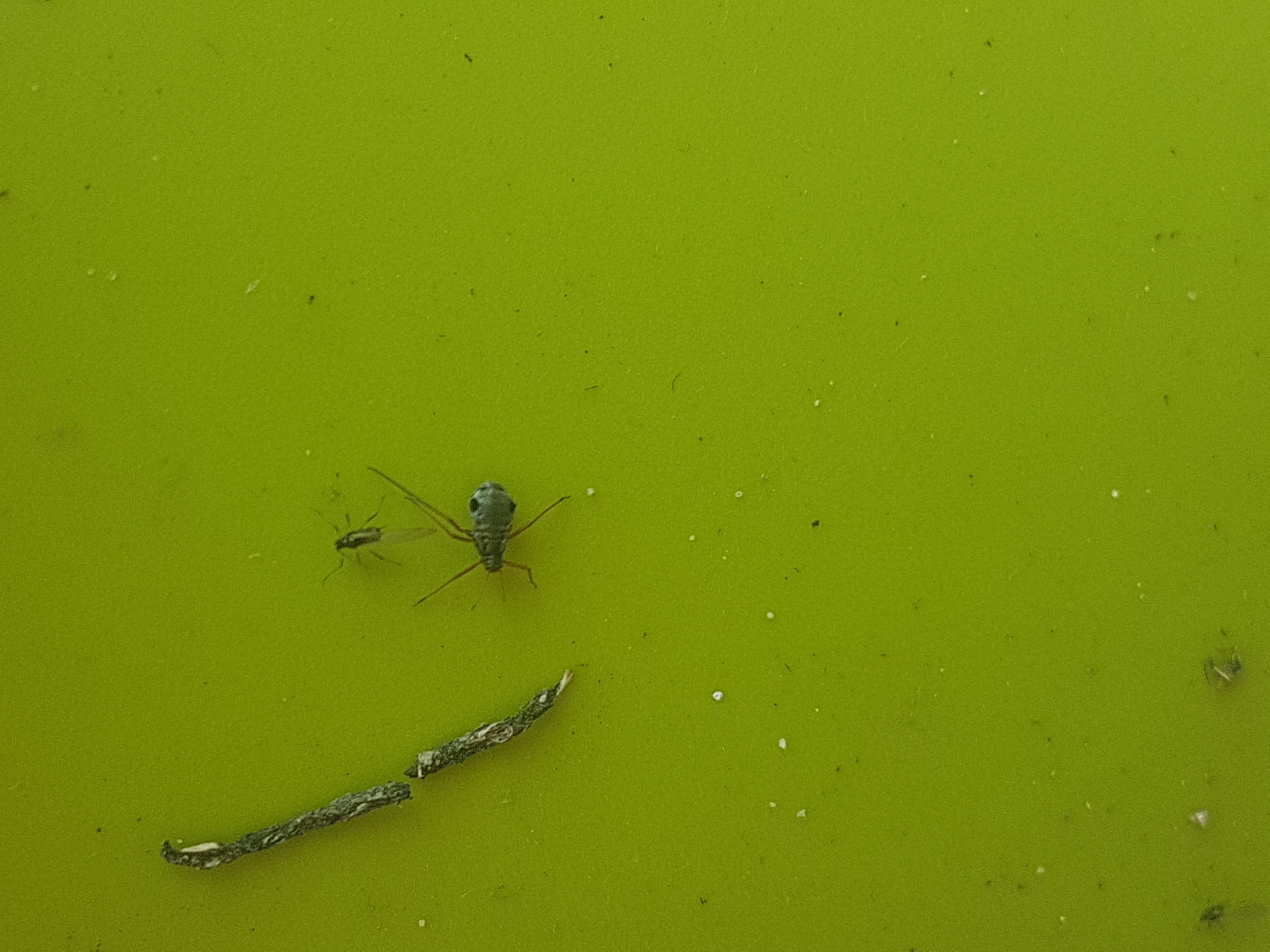 Picture for question