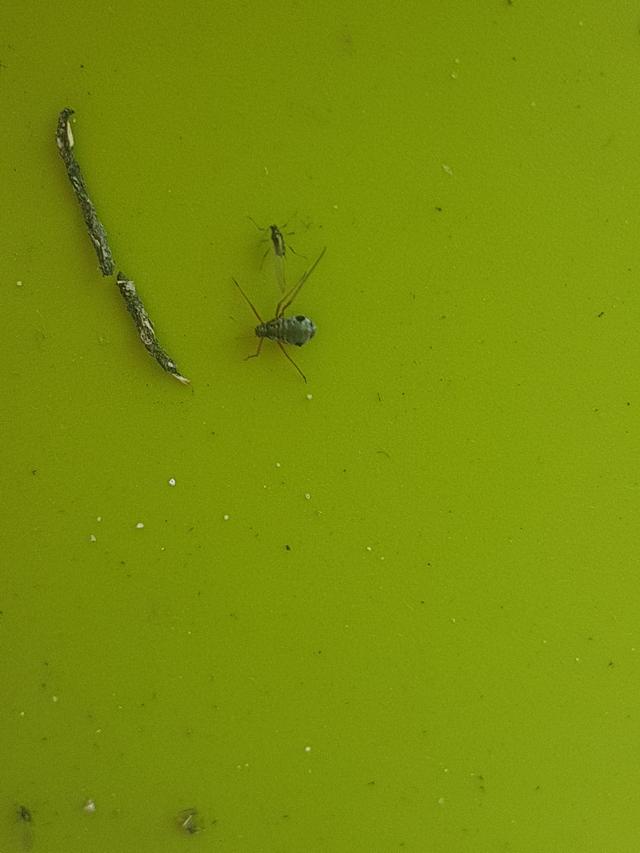 Picture for question