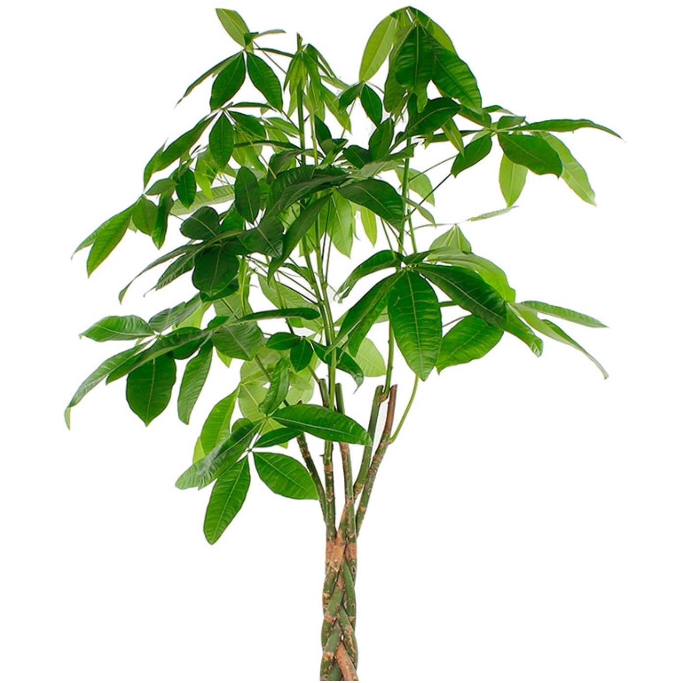 Plaatje bij antwoord