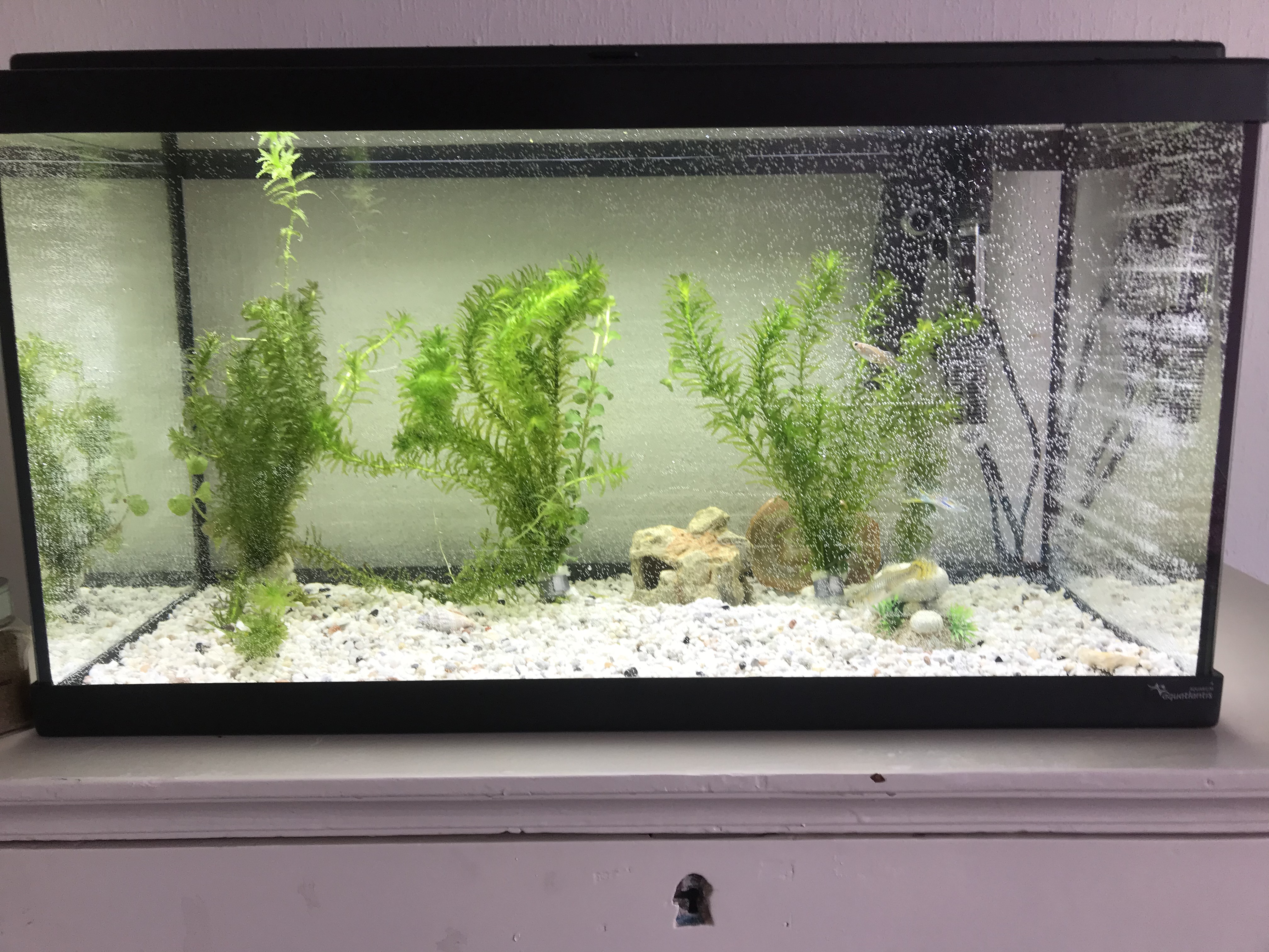 Picture for question