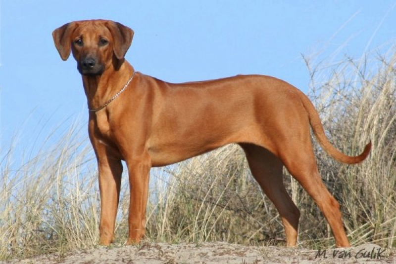 De Rhodesian Ridgeback Startpagina Nl