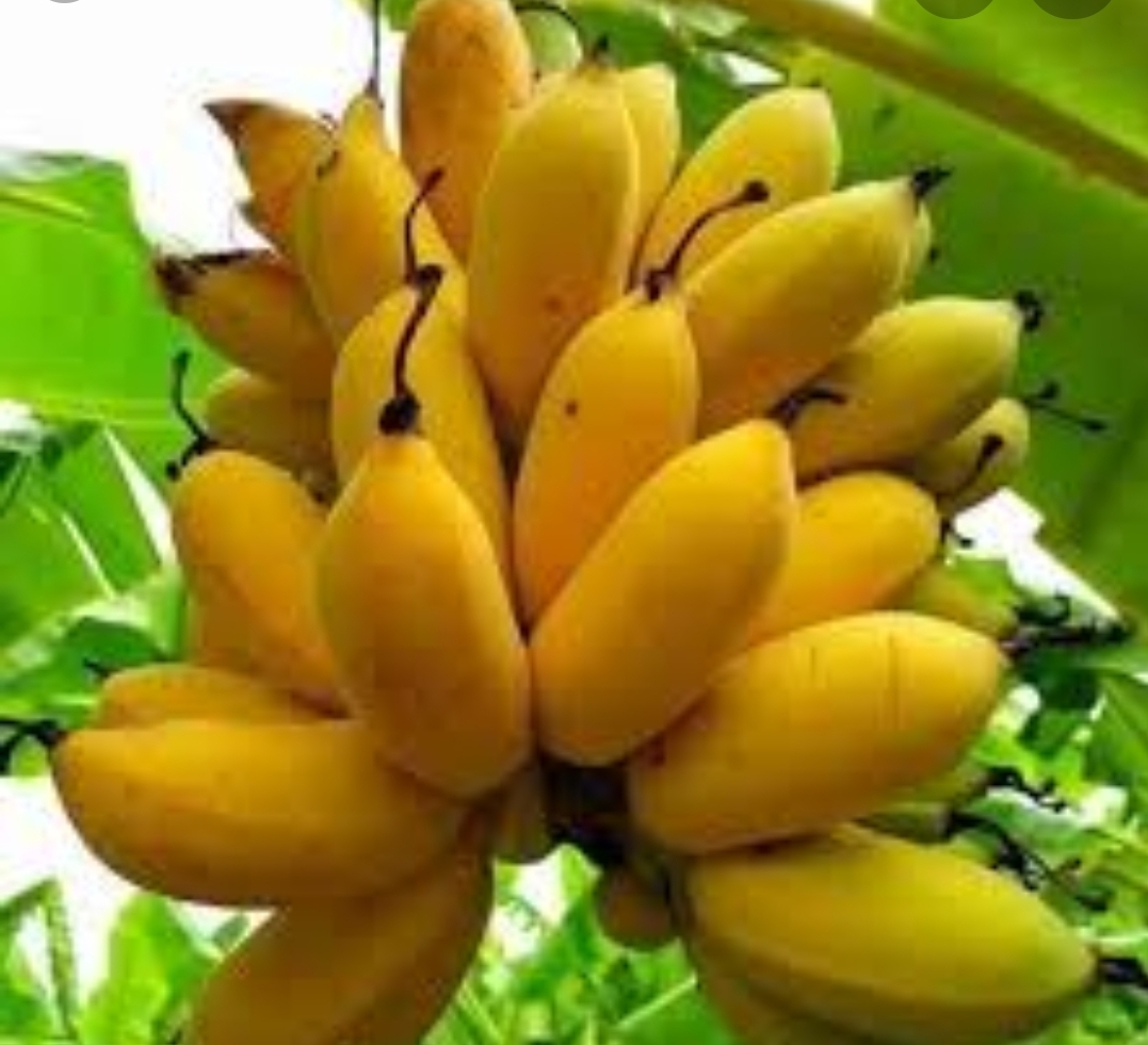 Plaatje bij antwoord