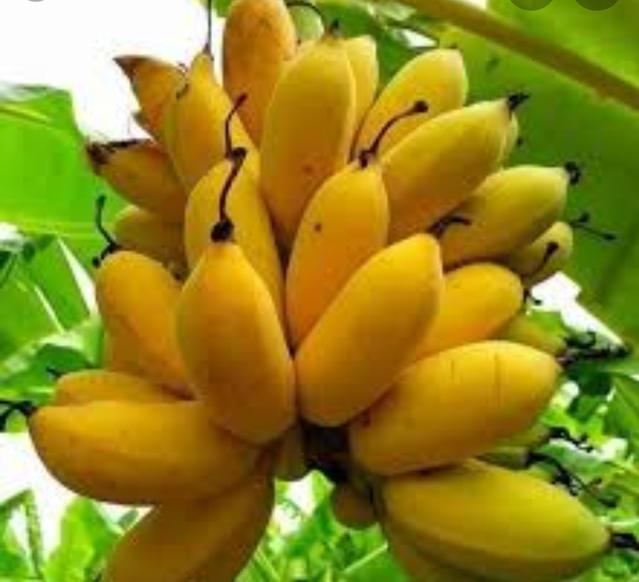 Plaatje bij antwoord