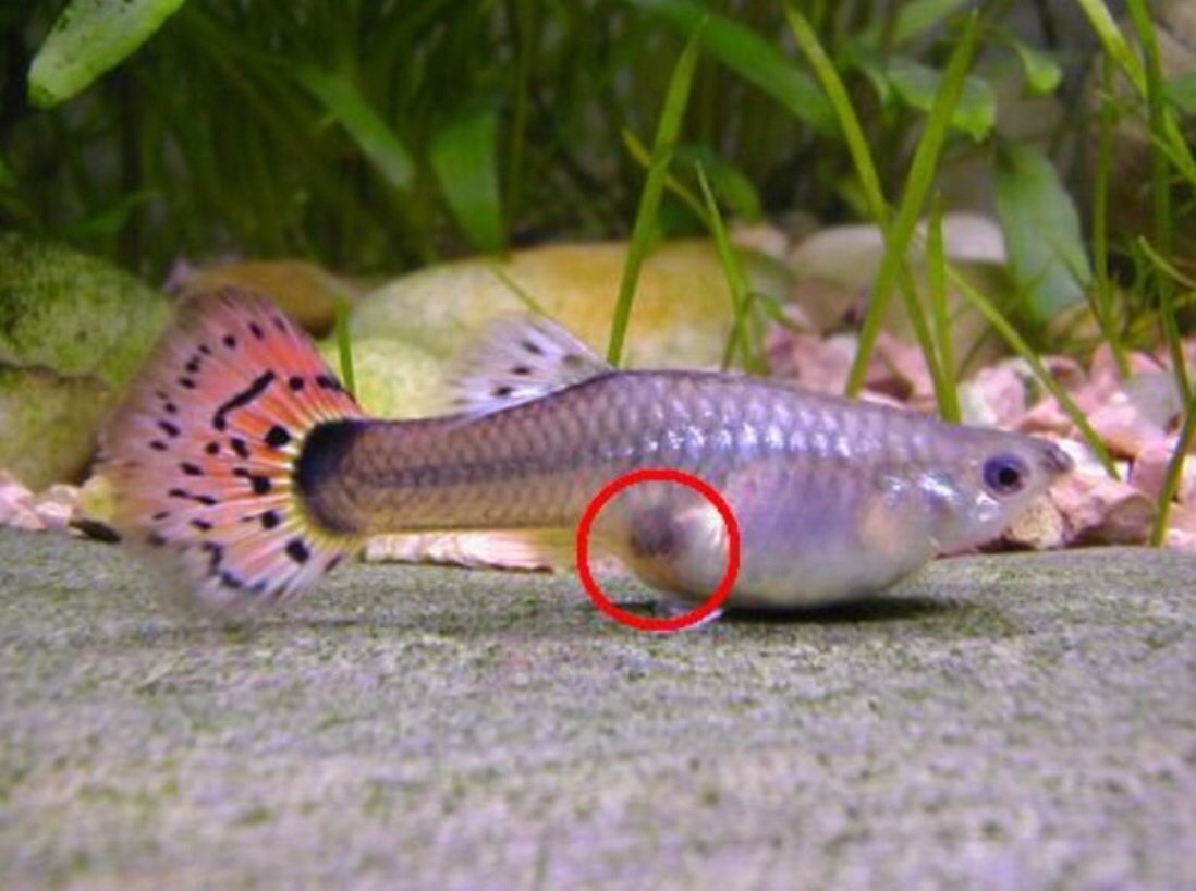 Plaatje bij antwoord