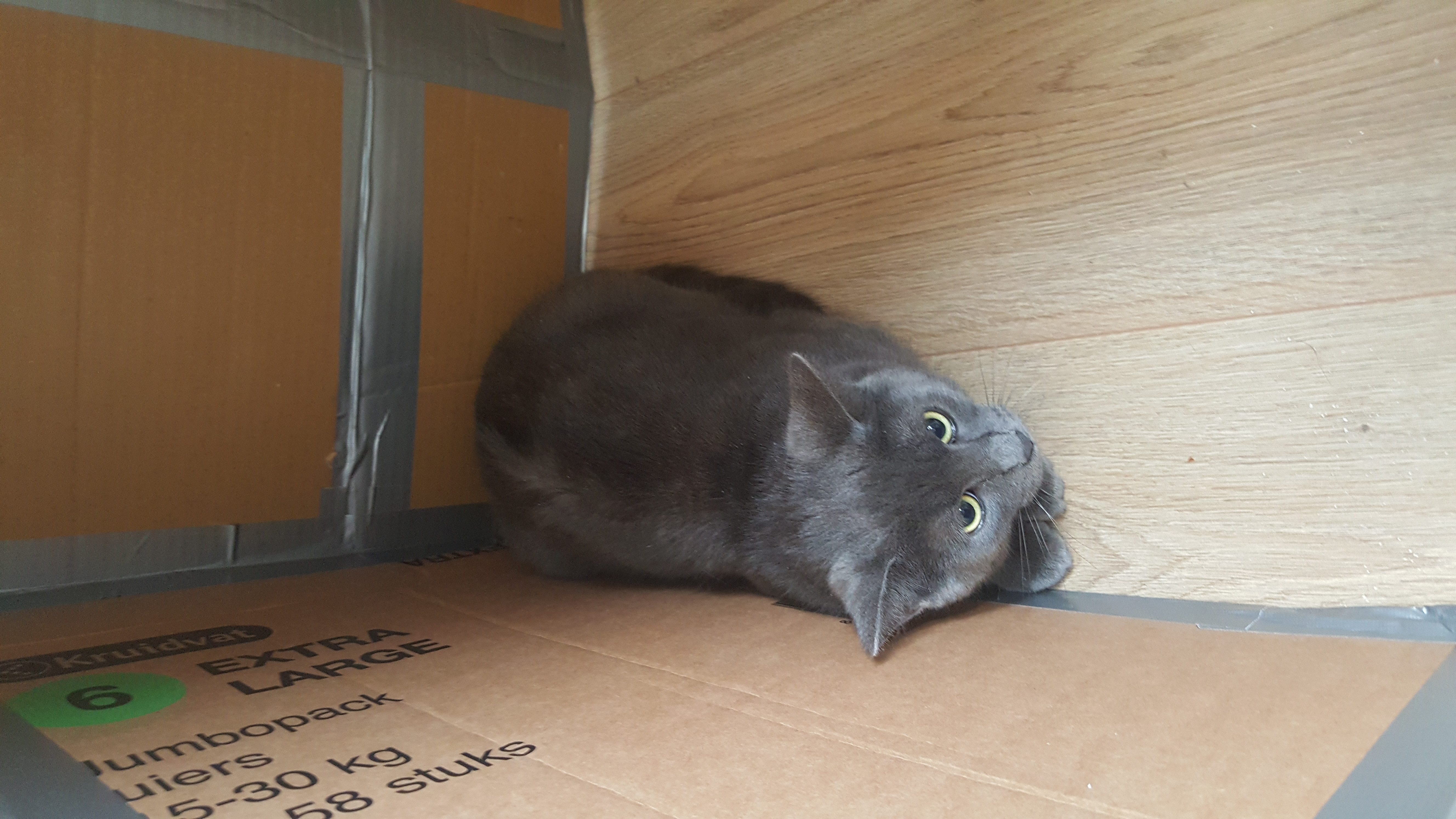 Picture for question