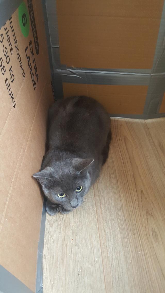 Picture for question