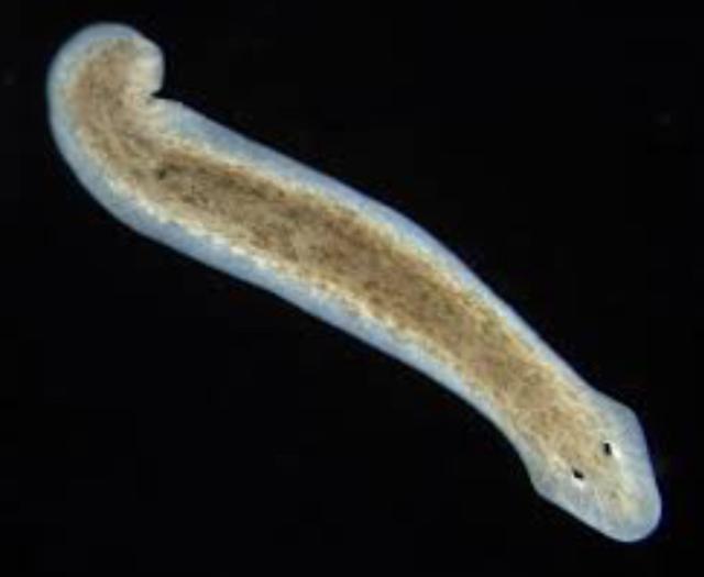 Plaatje bij antwoord