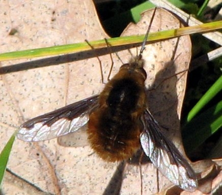 Plaatje bij antwoord