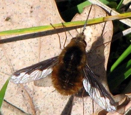 Plaatje bij antwoord