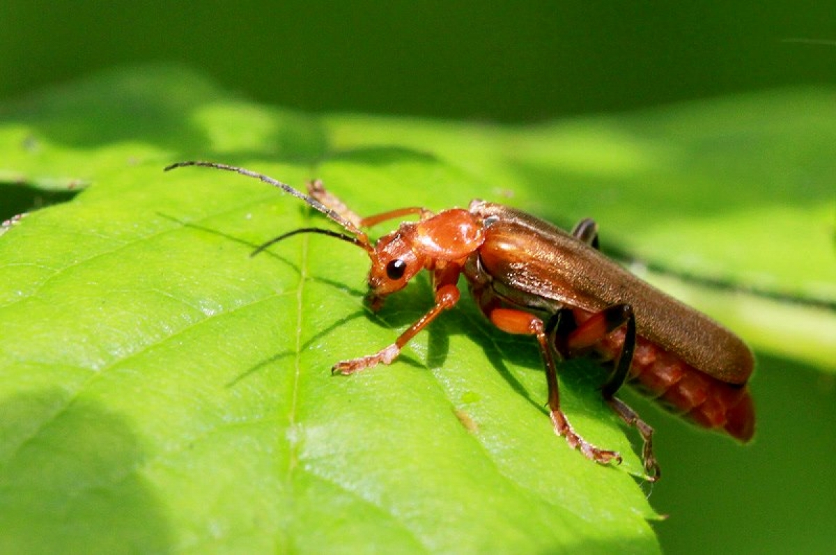Plaatje bij antwoord