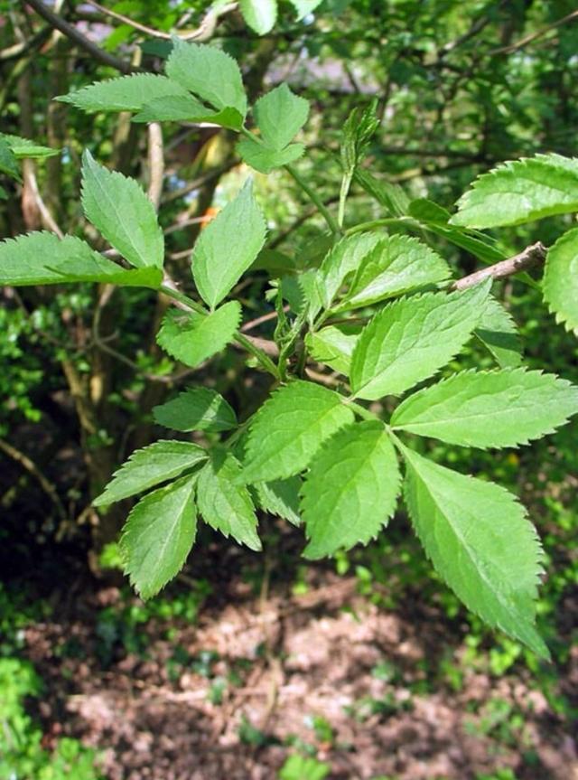 Plaatje bij antwoord