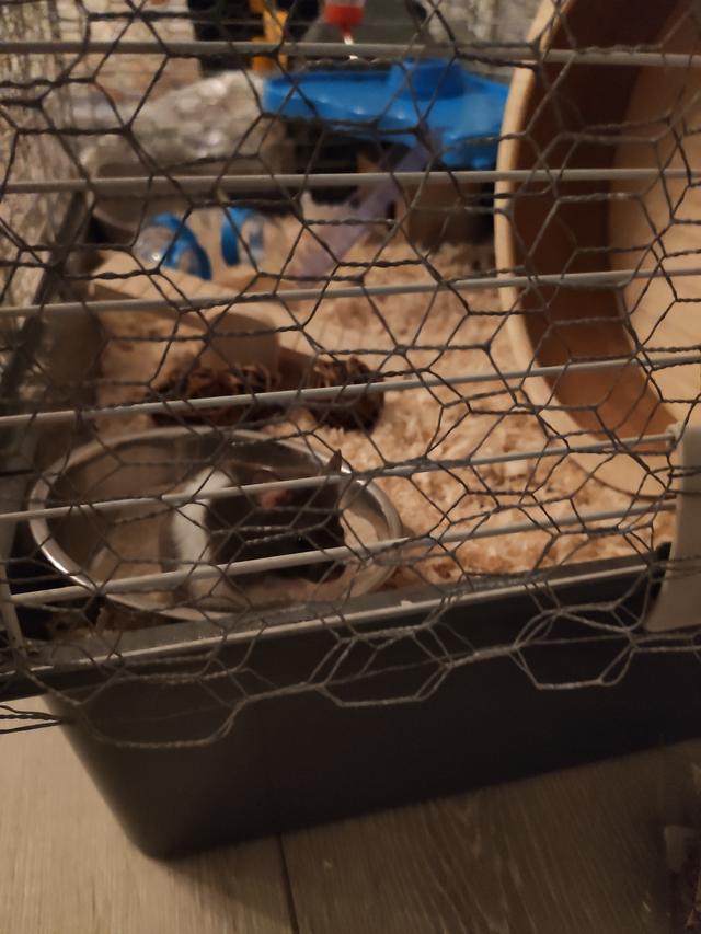 Picture for question